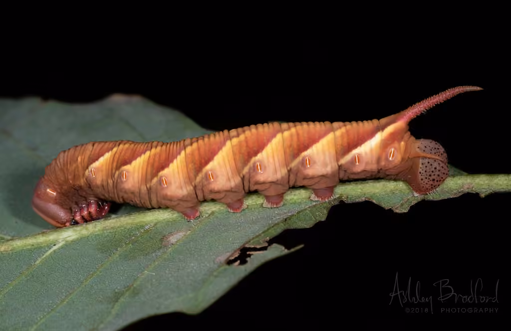 Sphinx ondulé, Chenille
