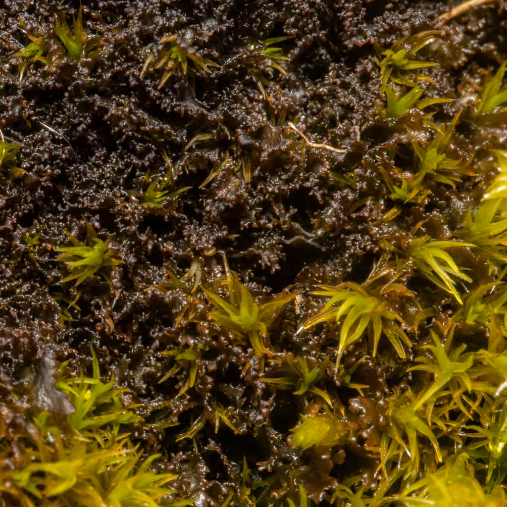 Tattered Jellyskin Lichen, photo 3 of 5