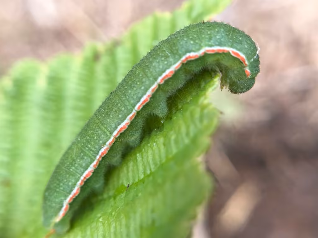 Coliade intérieure, Chenille