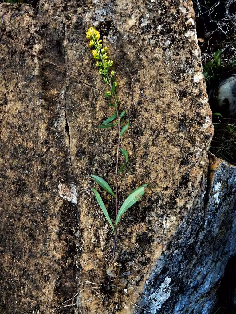 Serpentine goldenrod, Flower buds