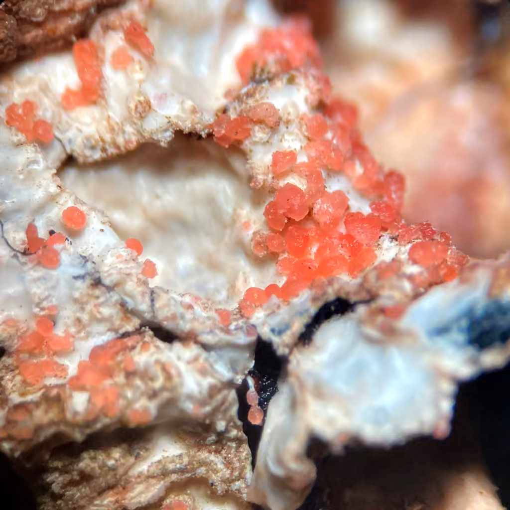 Marchandiomyces corallinus