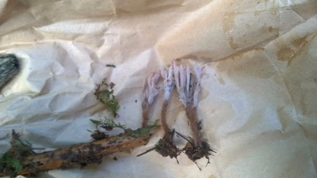 Clavulina castaneipes, photo 2 of 5