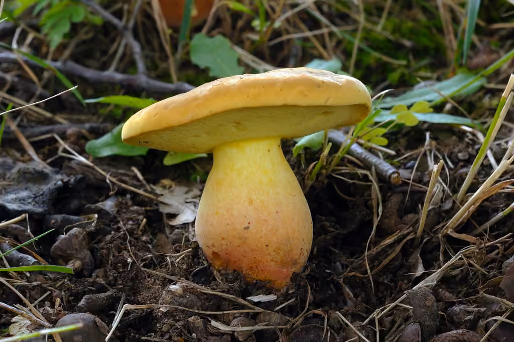 Bolet sensible, photo 2 sur 5