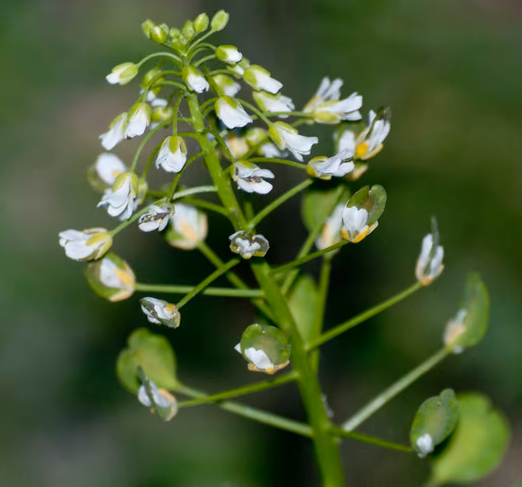 Field pennycress, In flower