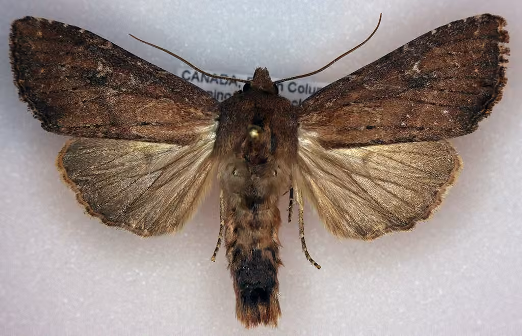 Faint-spotted Quaker, Adulte