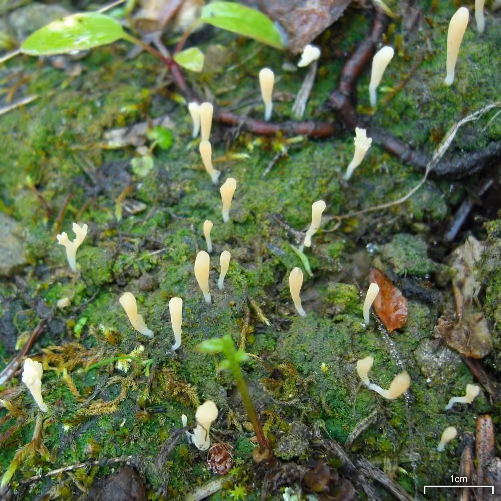 Moss Club, photo 1 of 5