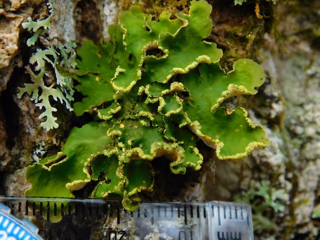 Gold Specklebelly Lichen, photo 1 of 5