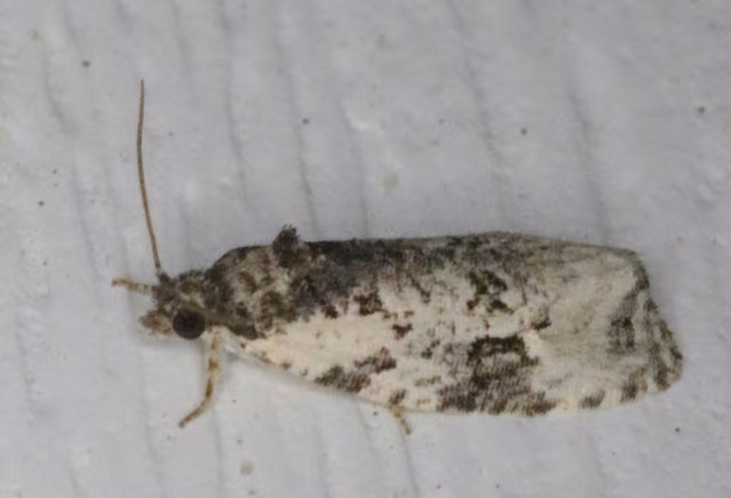 Apotomis albeolana, Adult