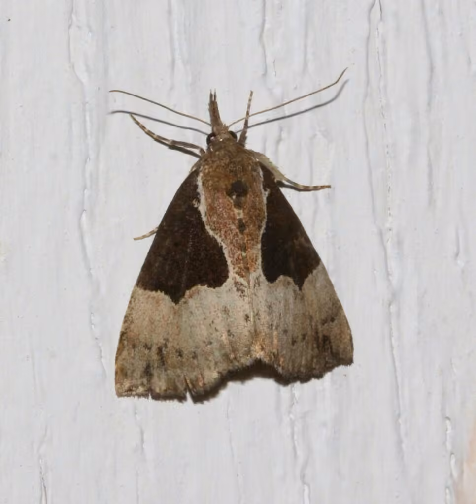Dimorphic Snout, Female