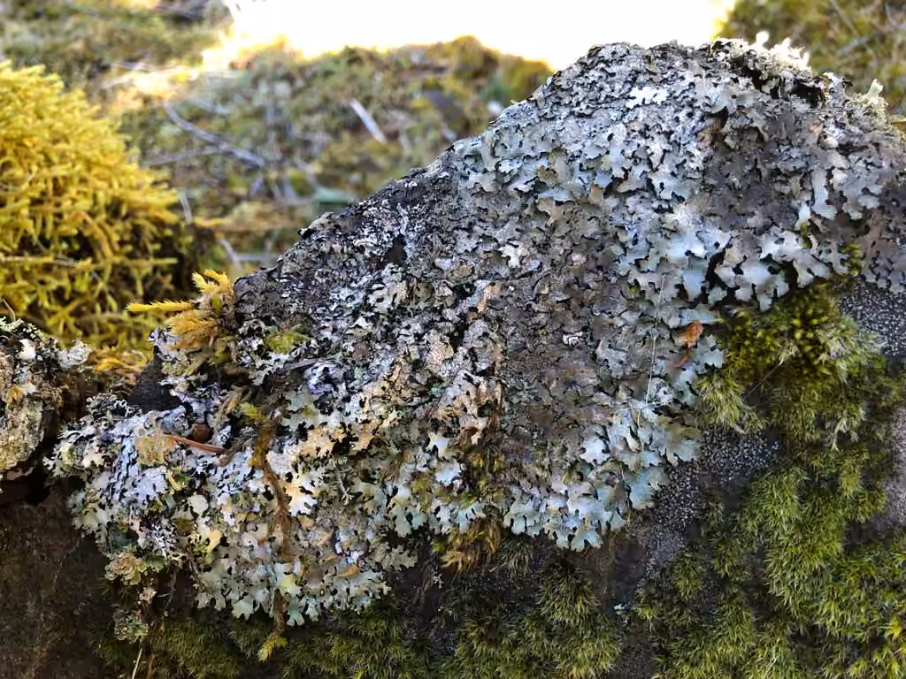 Salted Shield Lichen, photo 2 of 5