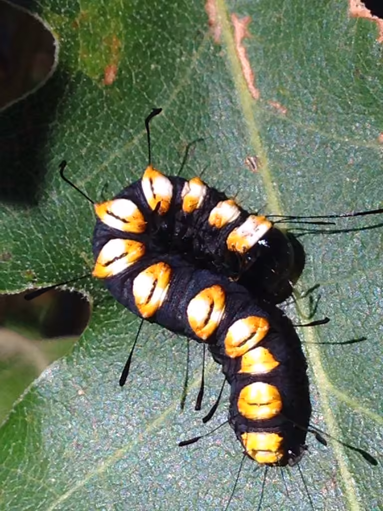 Funerary Dagger, Caterpillar