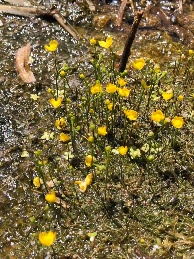 Utriculaire à bosse, En fleurs