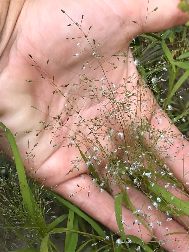 Frank's lovegrass, photo 3 of 5