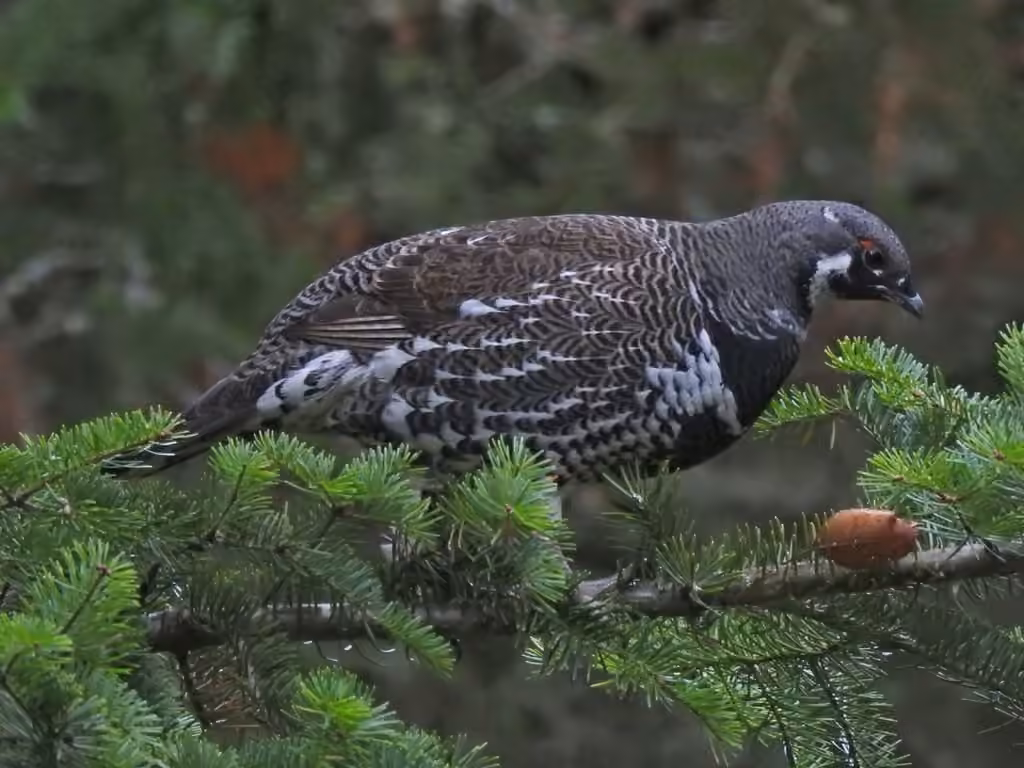 Tétras du Canada, Mâle