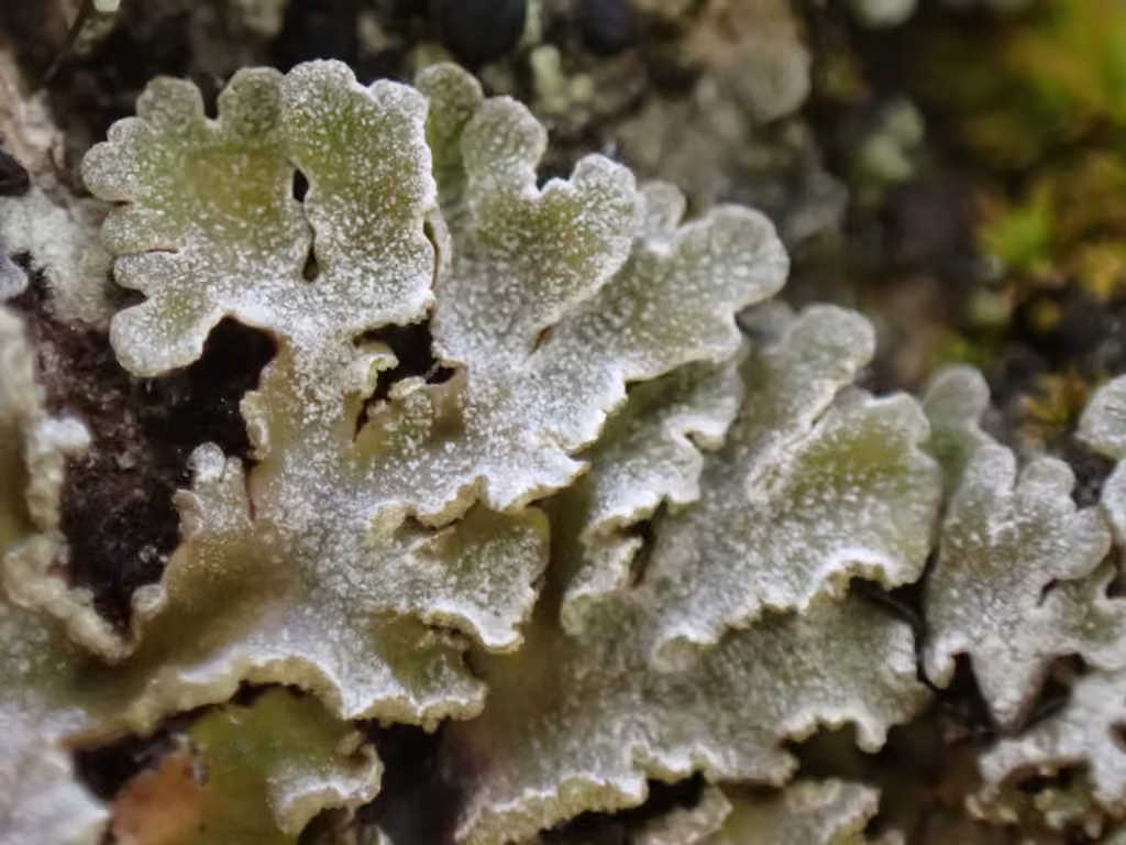 Crescent Frost Lichen, photo 3 of 5