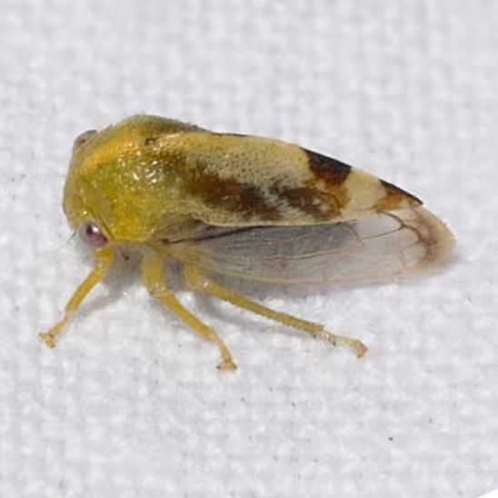 Atymna helena, Adulte