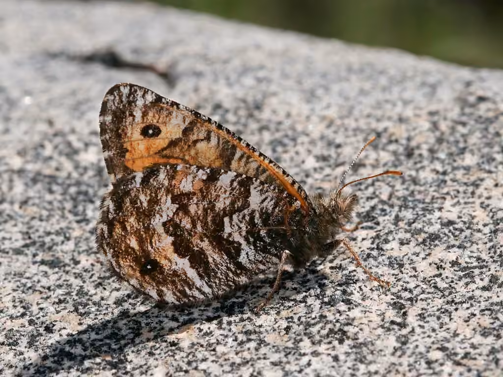 Chryxus Arctic, photo 1 of 5