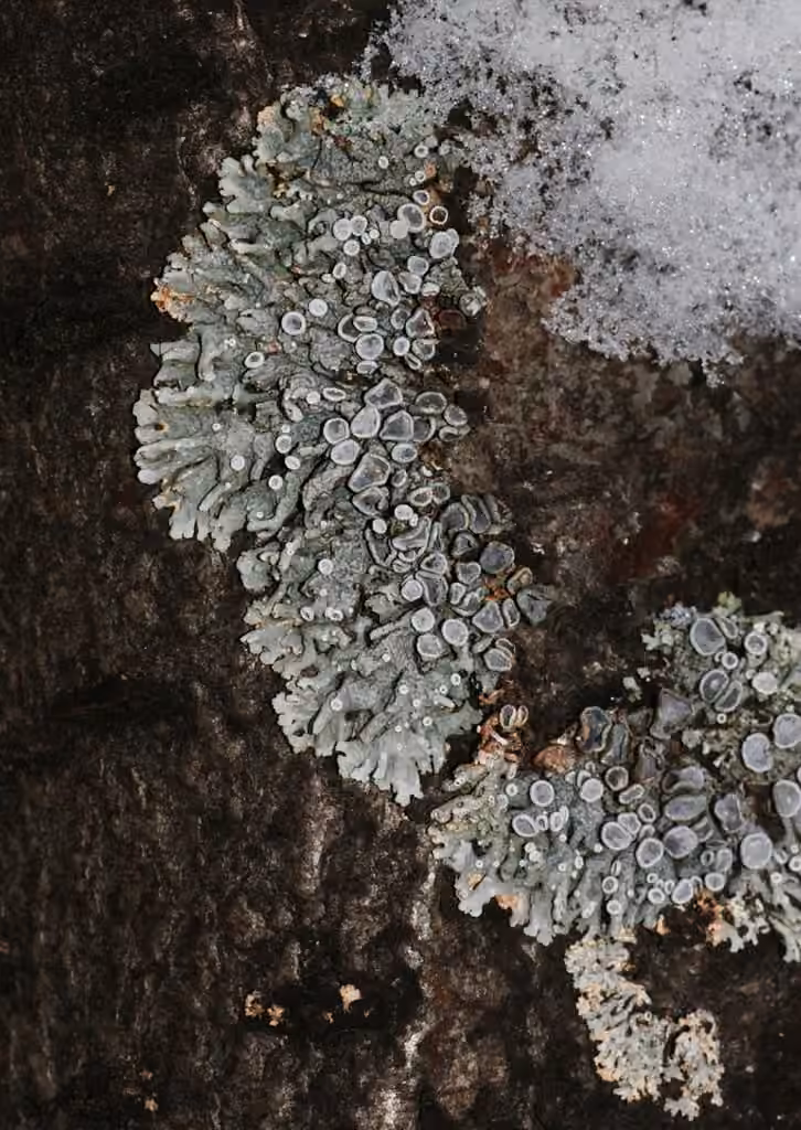 Physcie stellaire, photo 2 sur 5