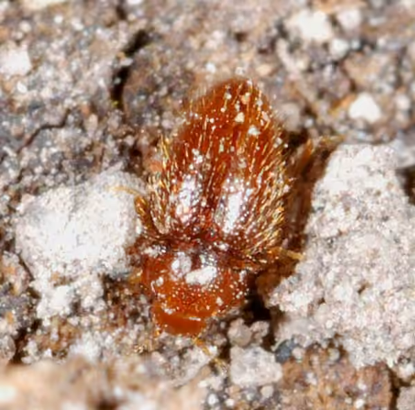 Endomyche des caves, photo 3 sur 4