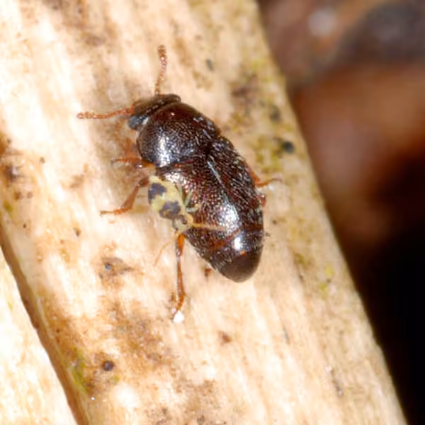 Nettle Pollen Beetle, photo 3 of 5
