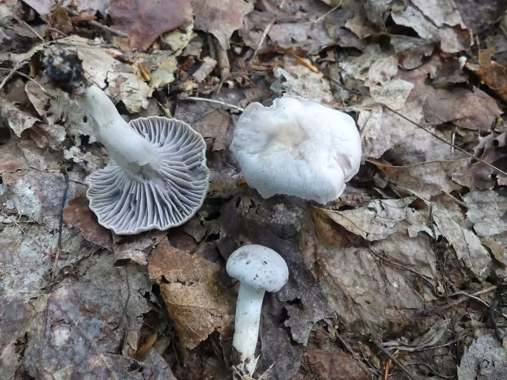 Cuphophyllus canescens, photo 2 sur 5
