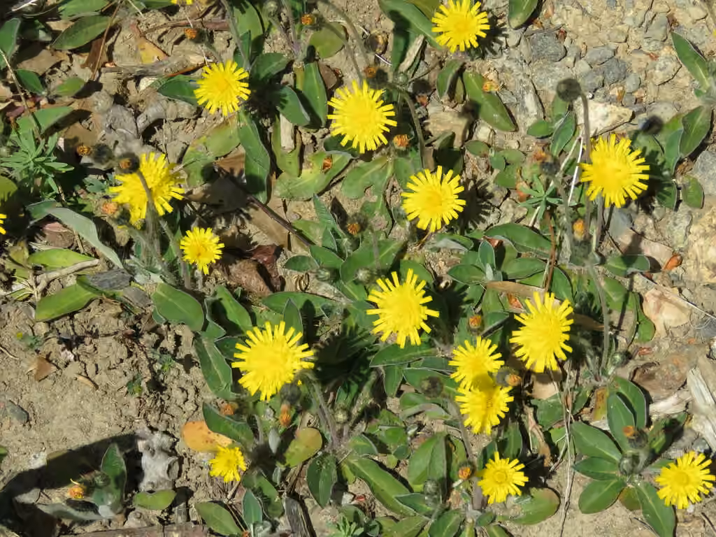 Épervière piloselle, En fleurs