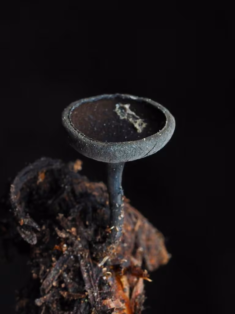 Midnight Goblet, photo 3 sur 5