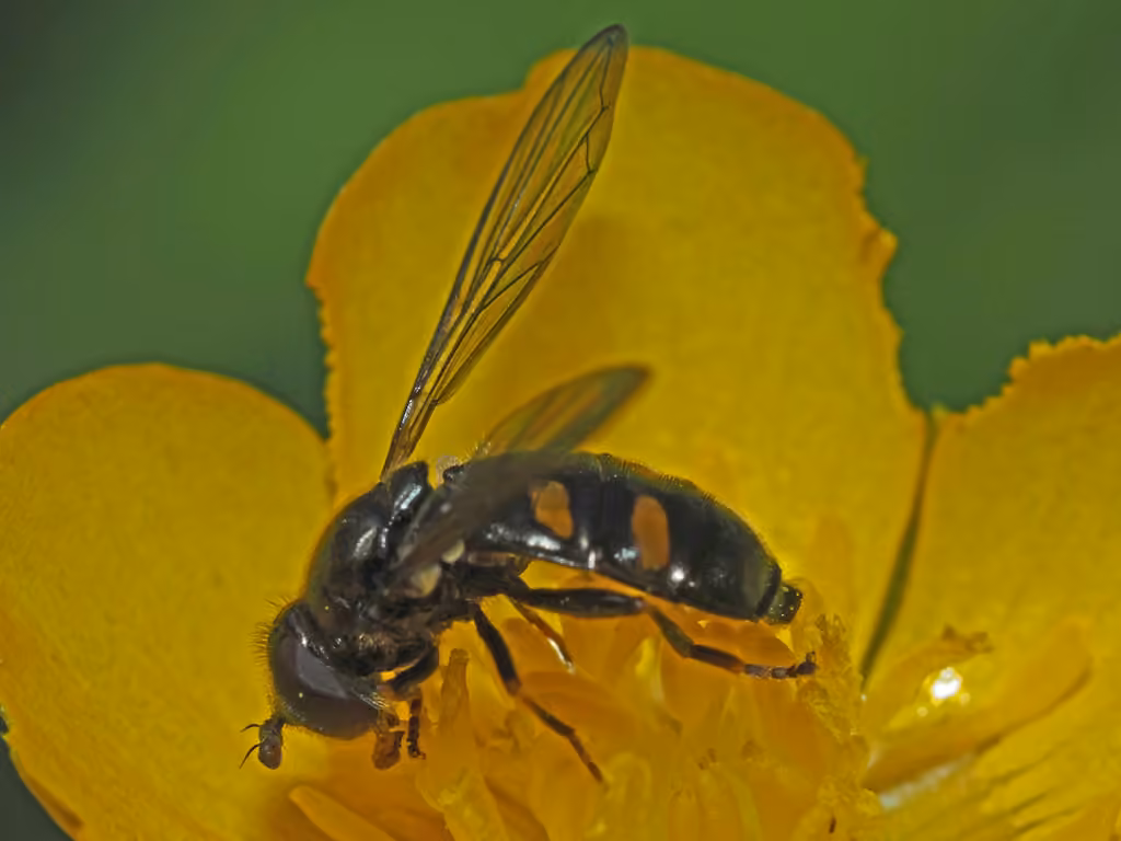 Syrphe à taches carrées, Femelle
