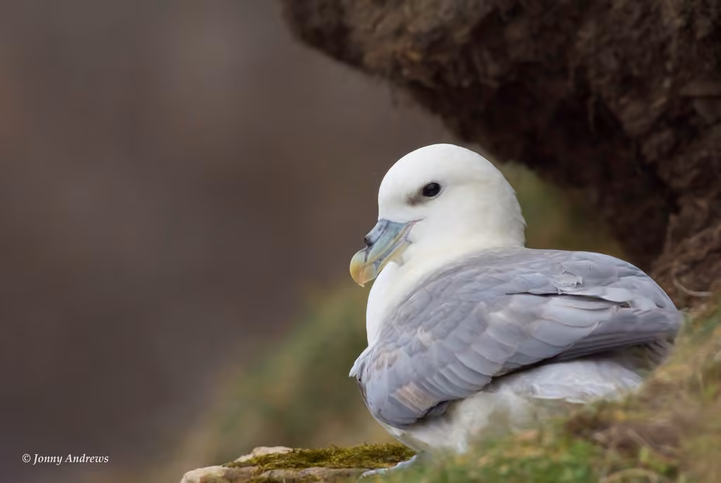 Fulmar boréal, photo 3 sur 5