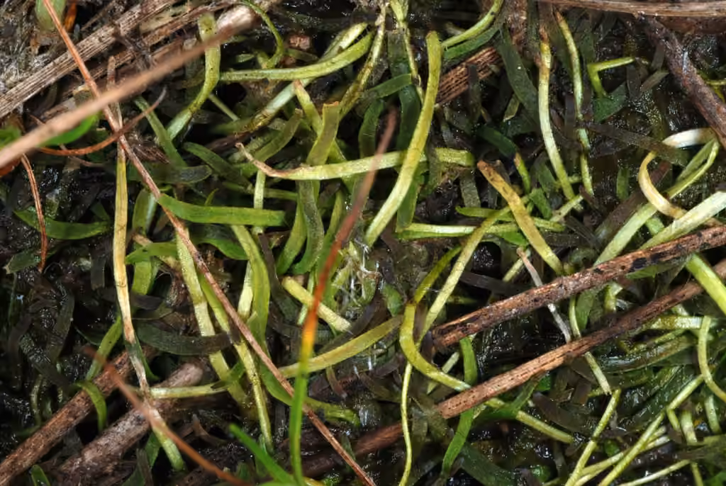Utriculaire cornue, En fleurs