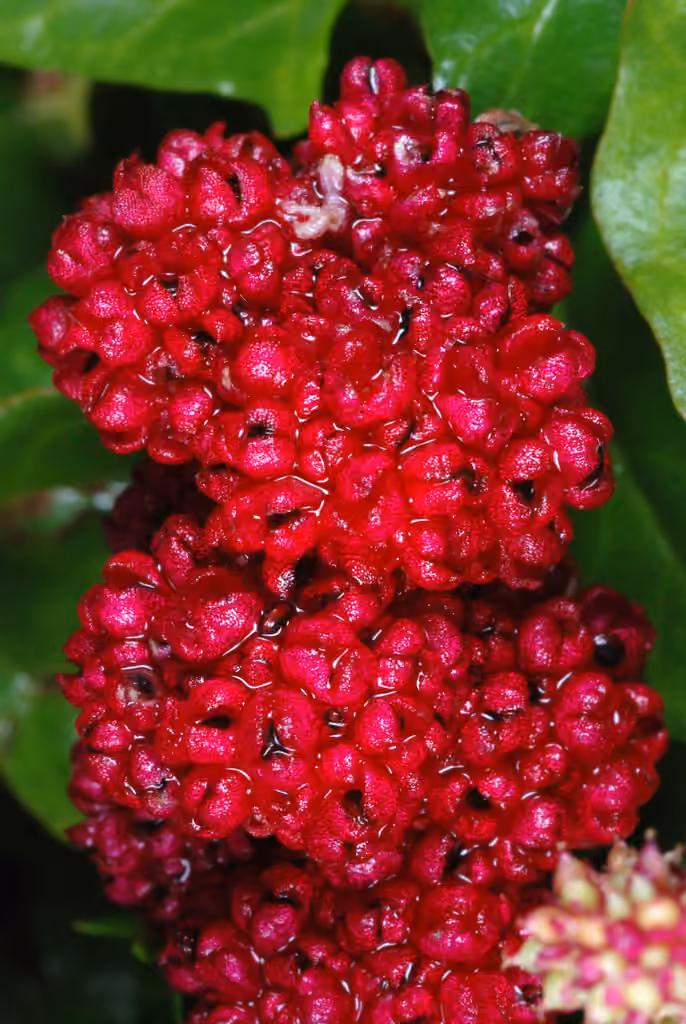 Chénopode capité, En fruits