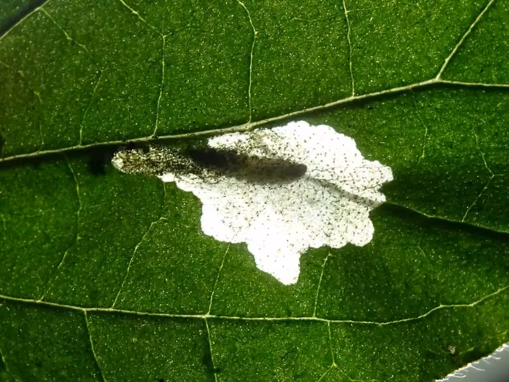 Beautiful Cosmopterix Moth, photo 2 sur 5