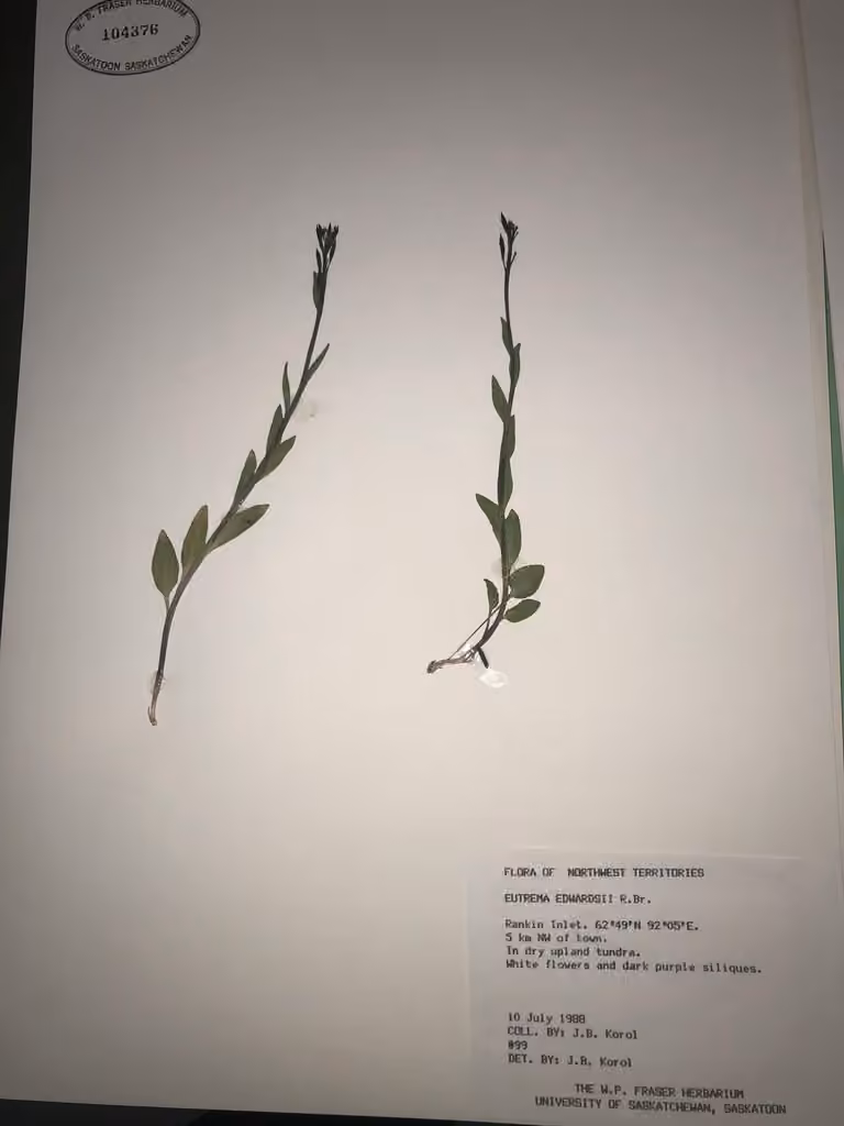 Edwards' mock wallflower, In fruit