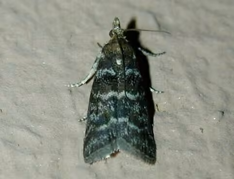 Striped Birch Pyralid Moth, Adult