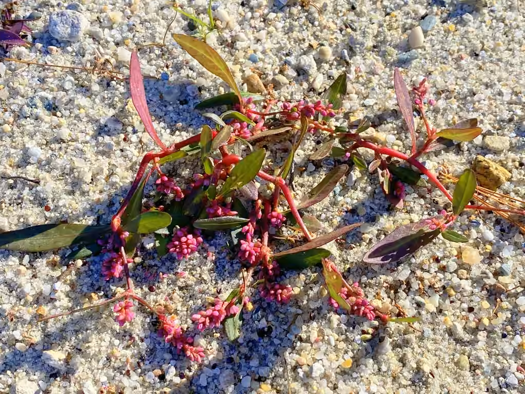 Puritan Smartweed, En fleurs
