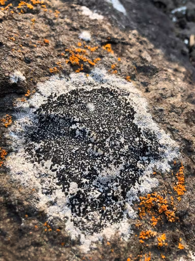 Rhizocarpe à deux spores, photo 2 sur 5