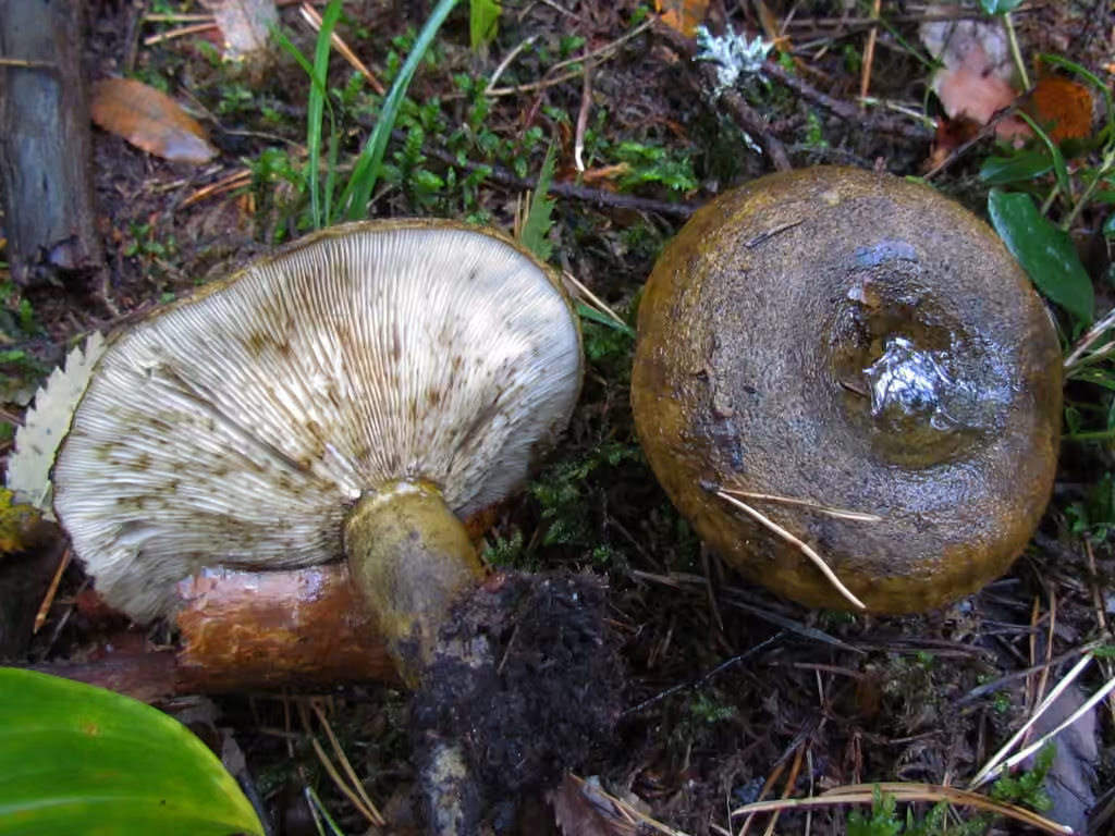Ugly Milkcap, photo 3 of 5