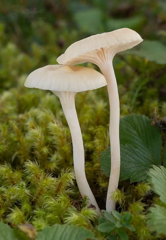 Cedarwood Waxcap, photo 1 of 5