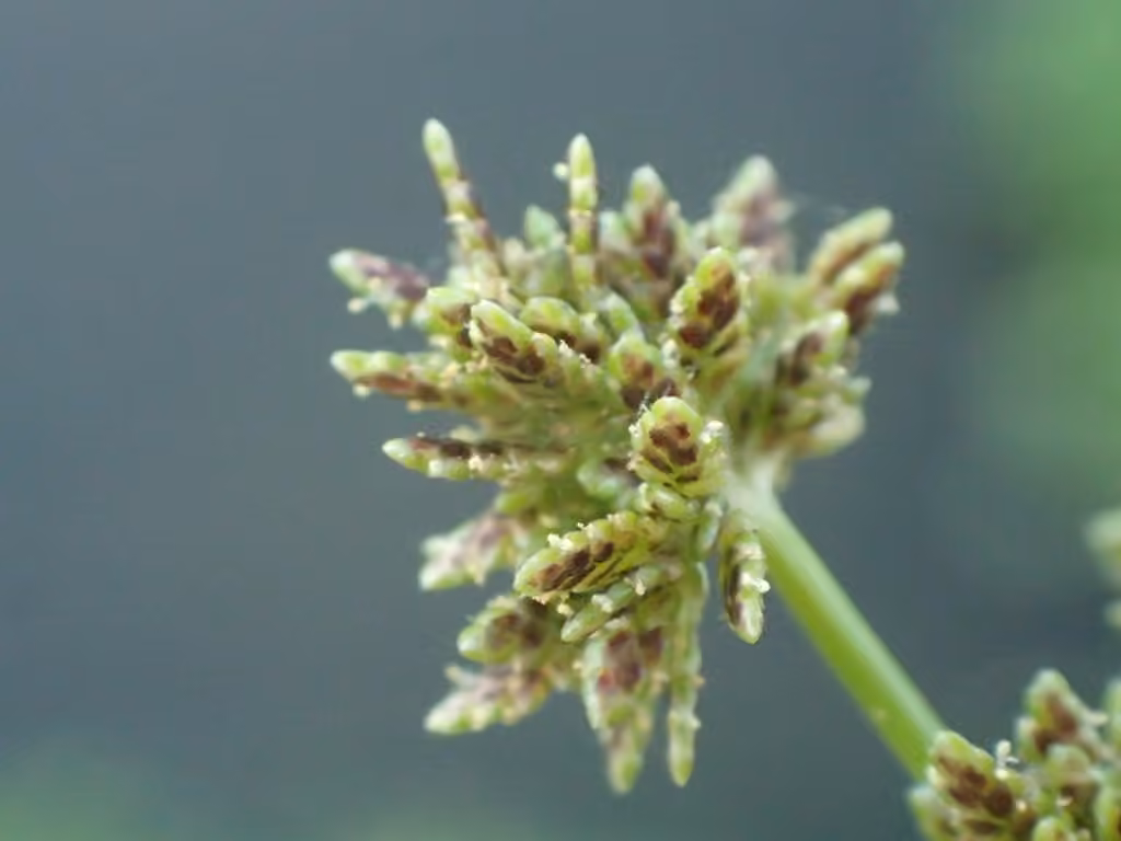 Souchet Difforme, photo 3 sur 5