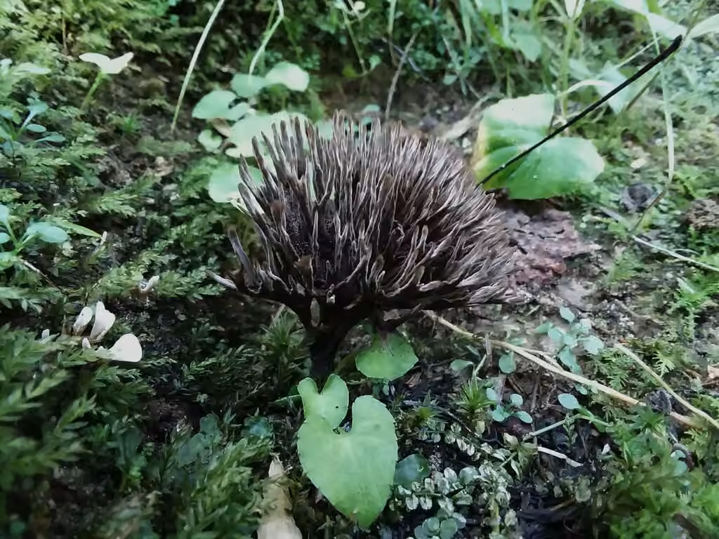 Théléphore à cornes palmées, photo 2 sur 5