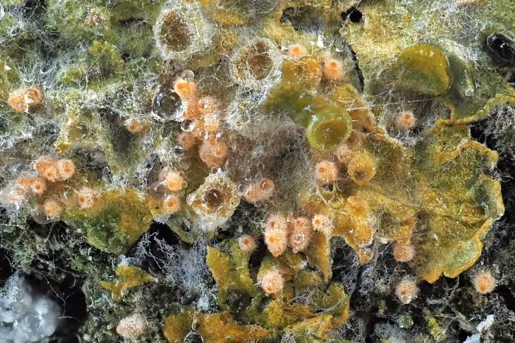 Ciliomyces oropensis, photo 3 sur 5