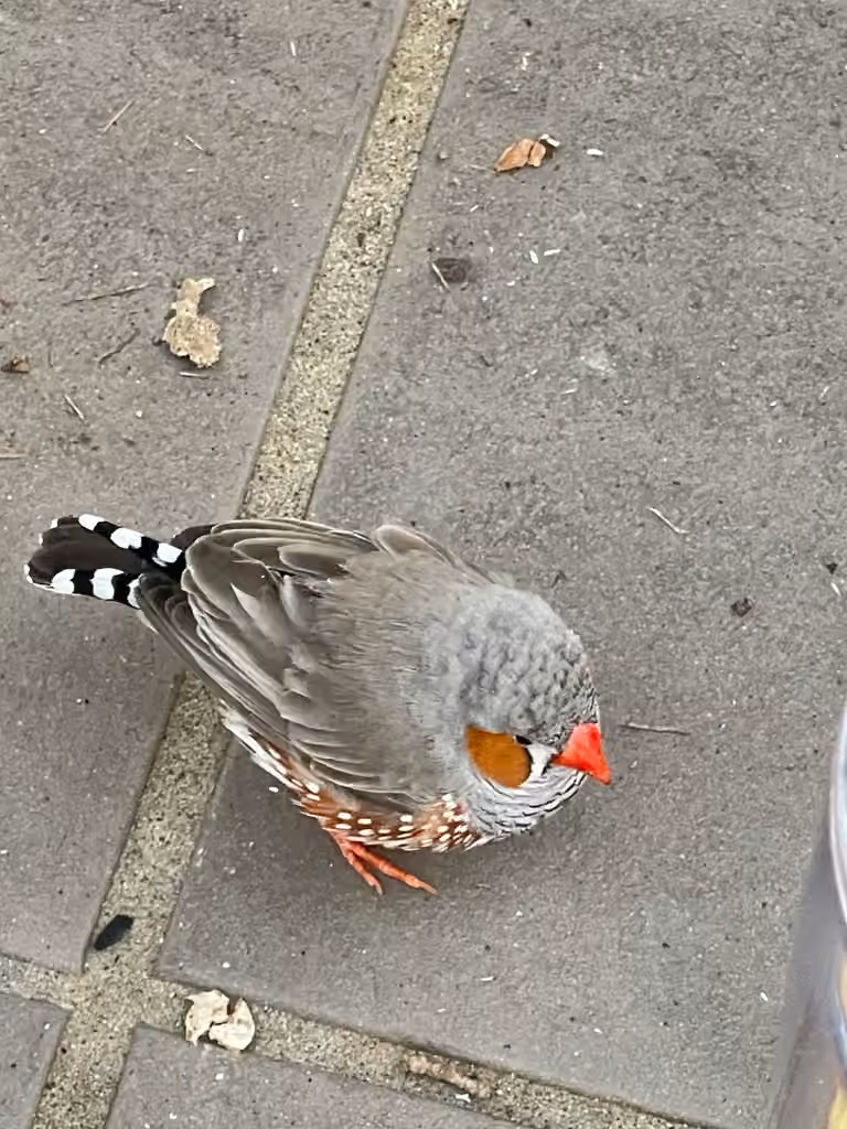 Diamant mandarin, Mâle