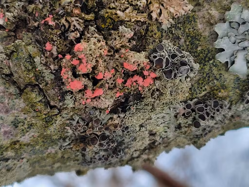Illosporiopse de Christiansen, photo 3 of 5