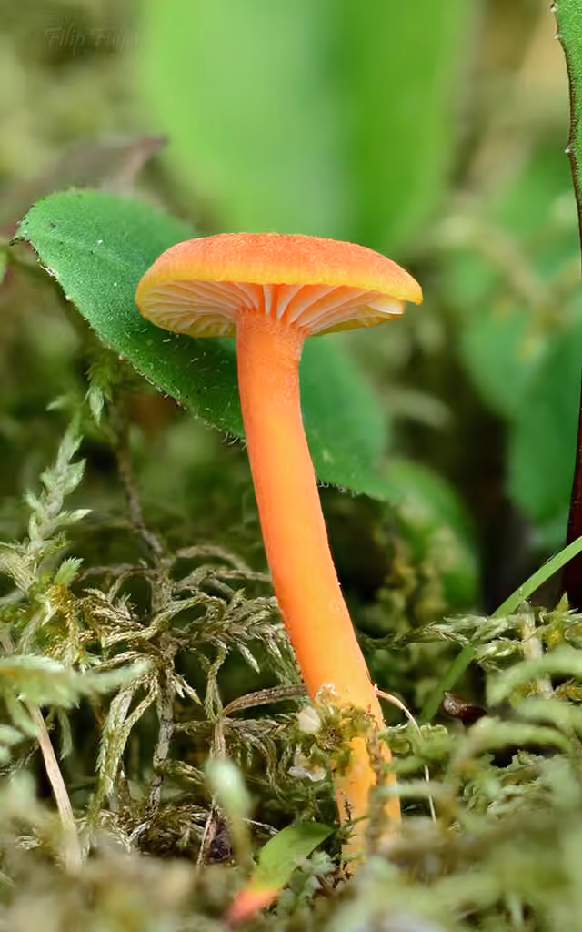 Honey Waxcap, photo 1 of 5