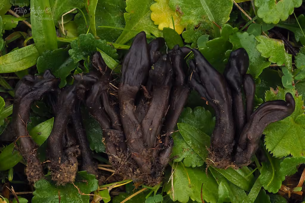 Dark-Purple Earthtongue, photo 1 of 5