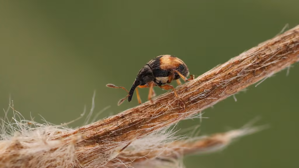 Flower Bud Weevil, photo 3 of 5