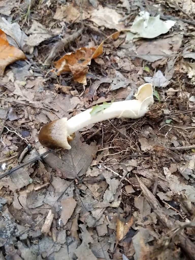 Amanita fusca, photo 3 of 5