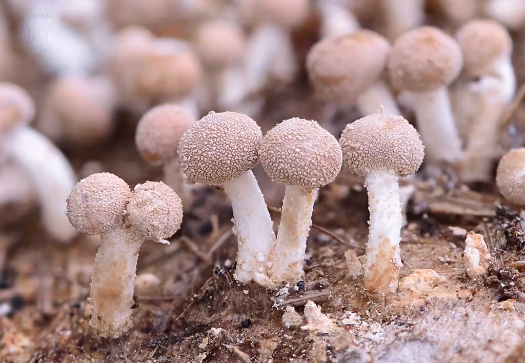 Champignon des cornes