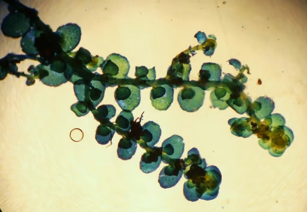 River Scalewort, photo 1 of 5