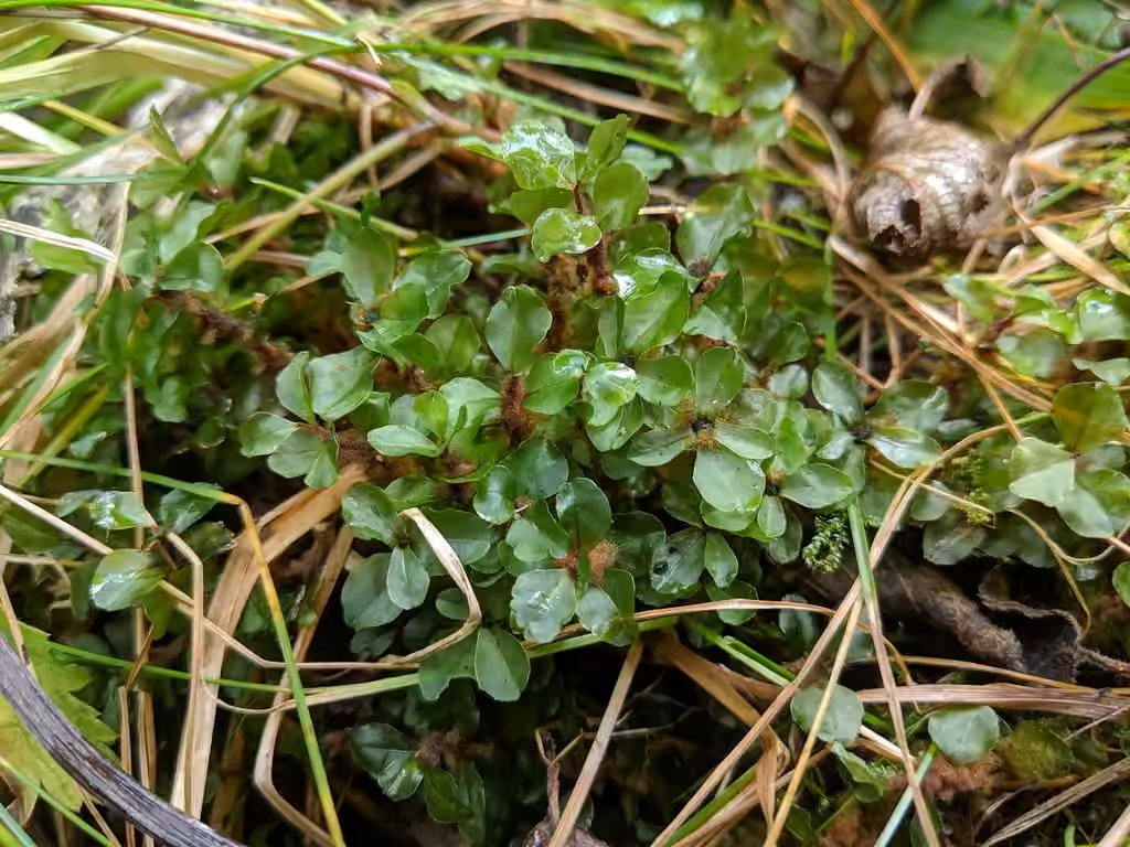 Appalachian rhizomnium moss, photo 1 of 5